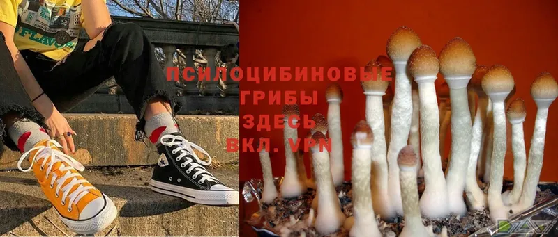 площадка официальный сайт  Кувшиново  Псилоцибиновые грибы MAGIC MUSHROOMS 